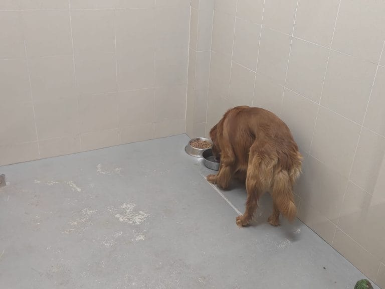 Golden Retriever Eating Aqc Quarantine Singapore