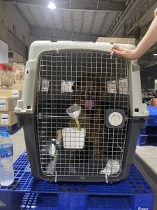 Golden Retriever Iata Crate Cargo Warehouse