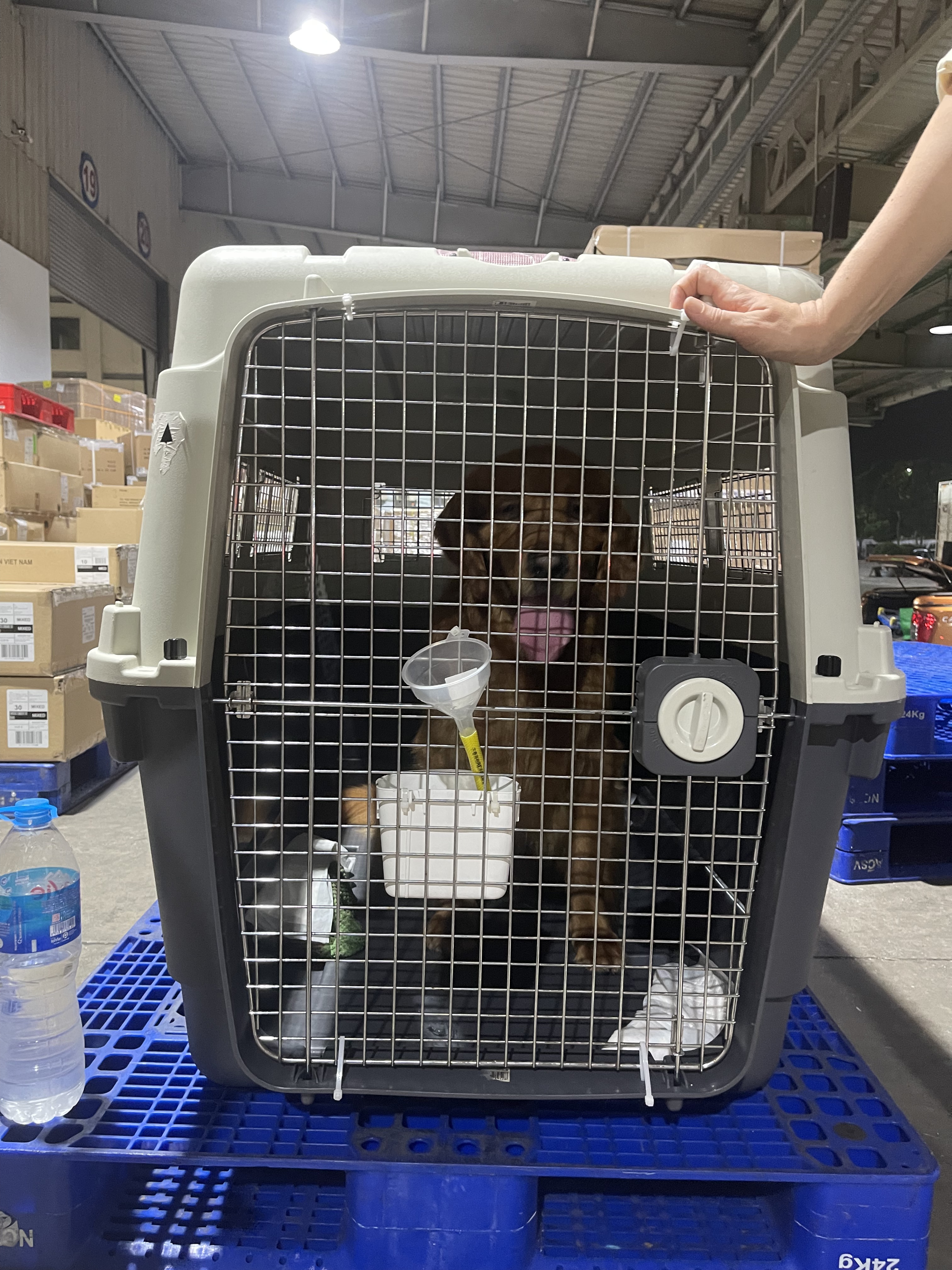 Chó Golden Retriever trong lồng IATA tại kho hàng Nội Bài