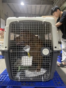 Golden Retriever Iata Crate Cargo Warehouse
