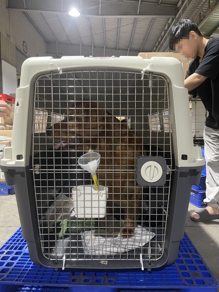 Golden Retriever Iata Crate Cargo Warehouse
