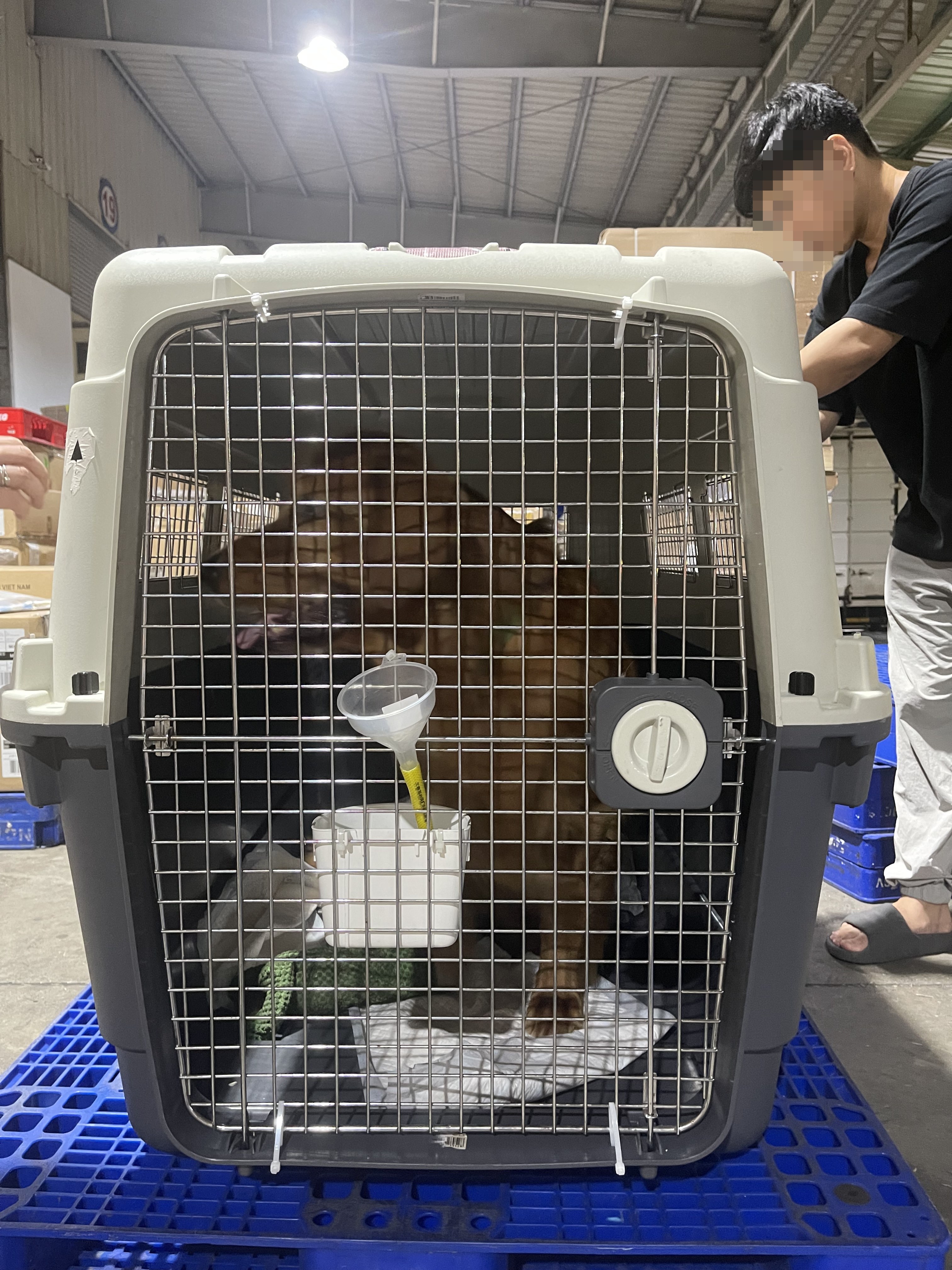 Golden Retriever in IATA crate at Hanoi cargo warehouse before departure