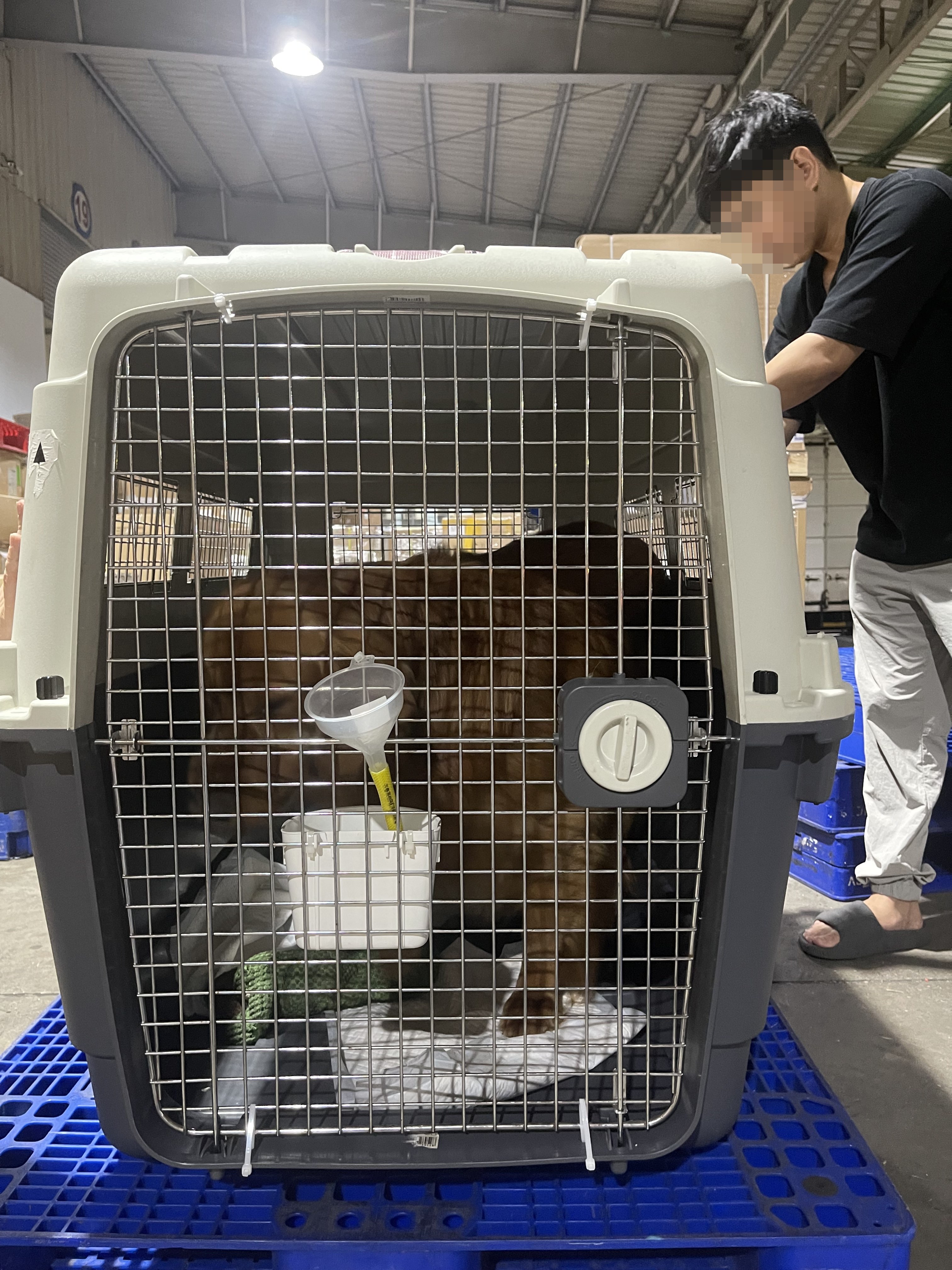 Golden Retriever in a large IATA crate at a cargo warehouse, showing why crate size drives the cost of pet relocation to Hong Kong