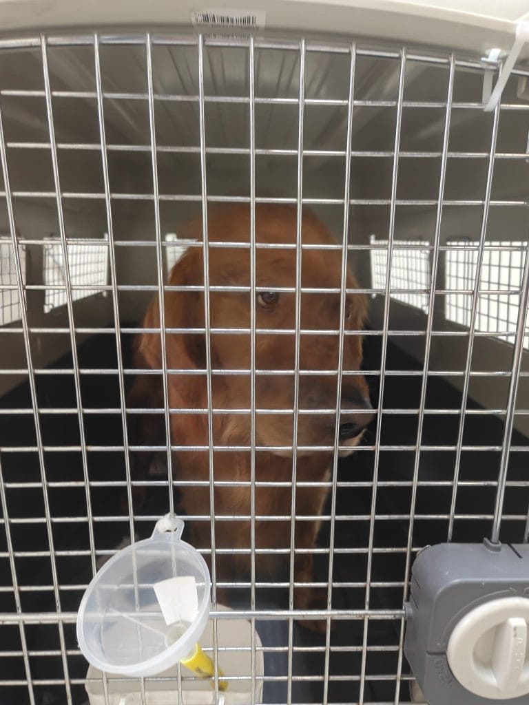 Golden Retriever Inside Iata Crate Close Up