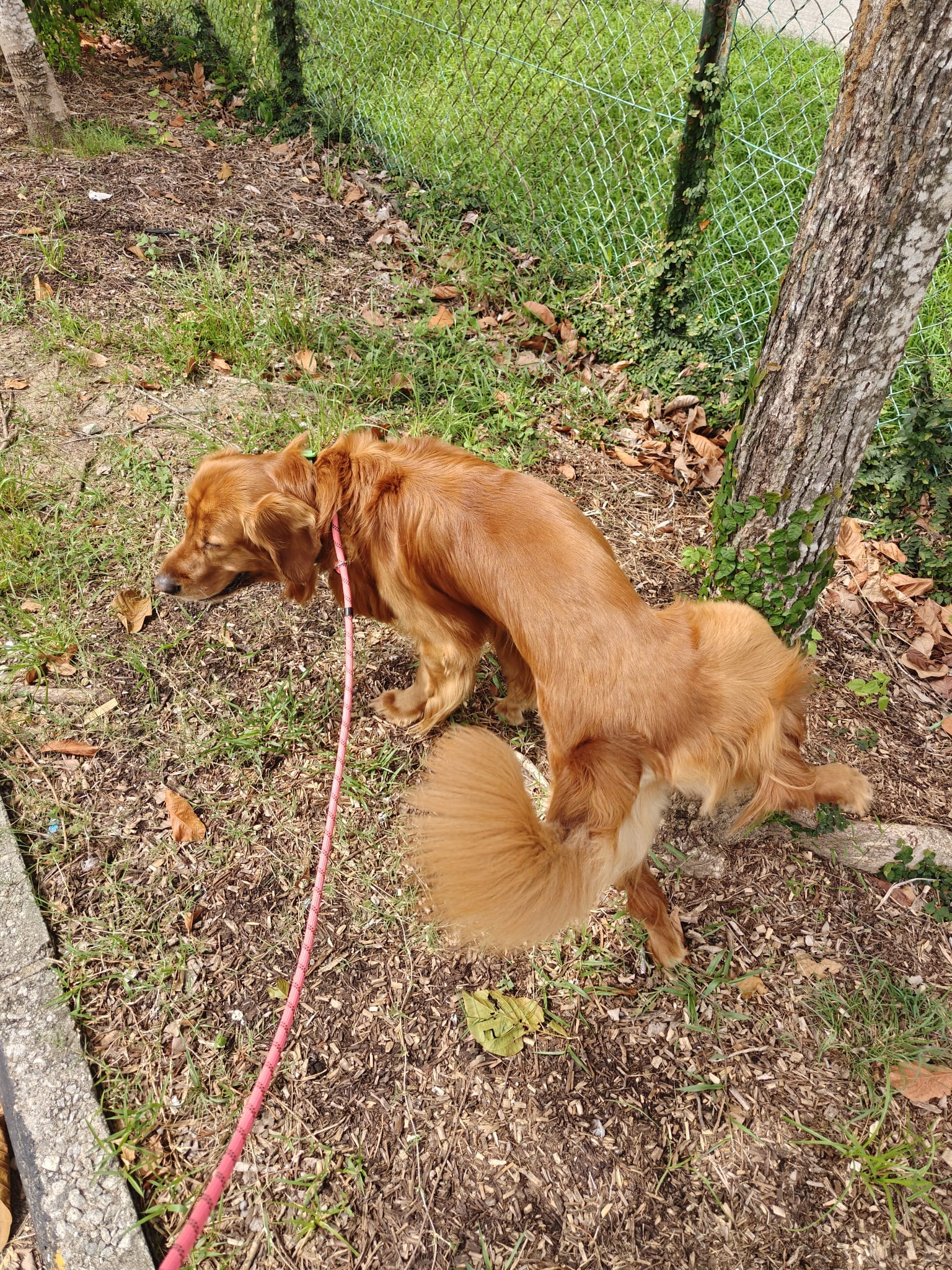 Golden Retriever in the outdoor yard at Singapore AQC quarantine