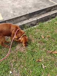 Golden Retriever Outdoor Yard Aqc Singapore