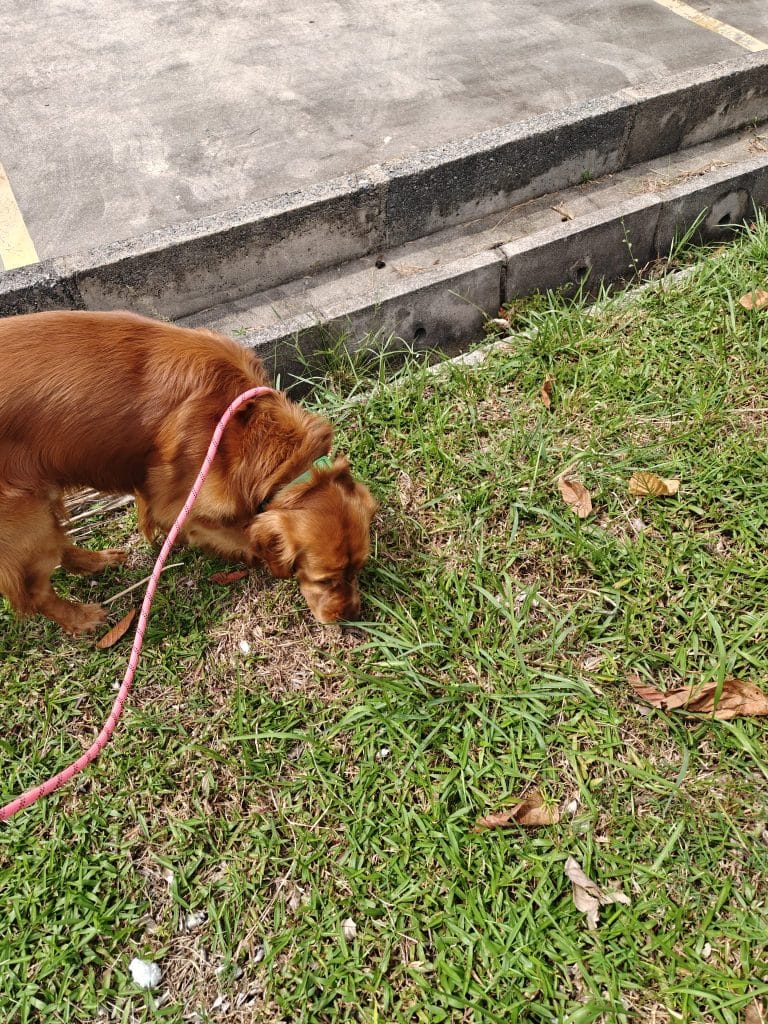 Golden Retriever Outdoor Yard Aqc Singapore