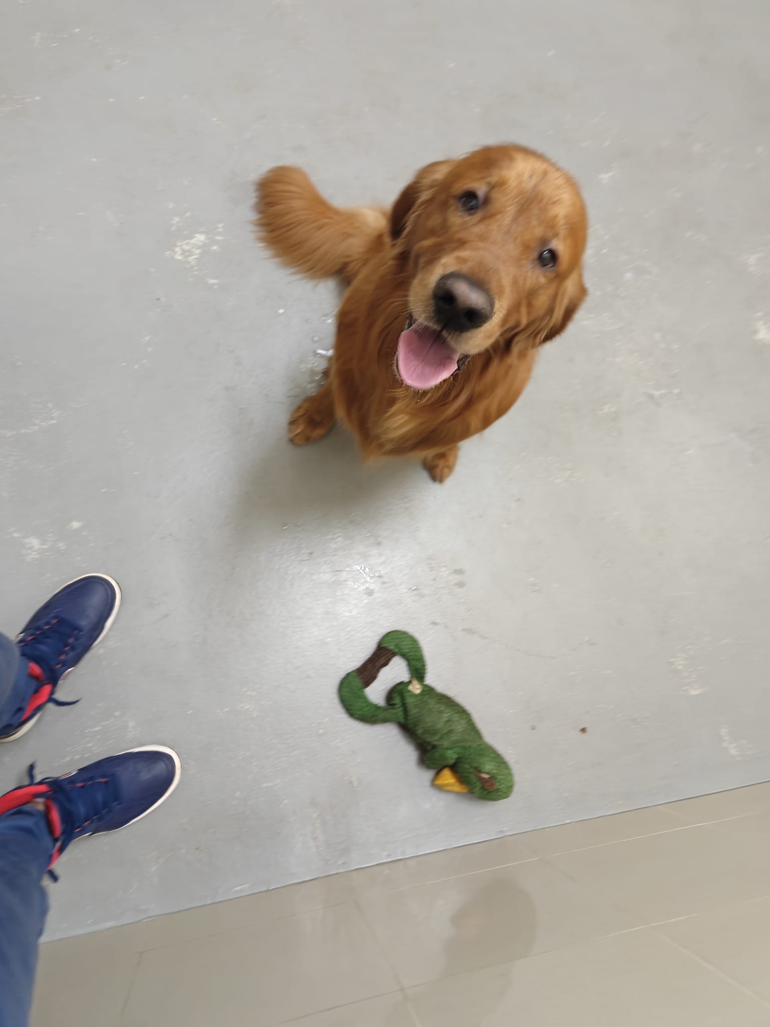 Golden Retriever enjoying playtime during AQC quarantine in Singapore