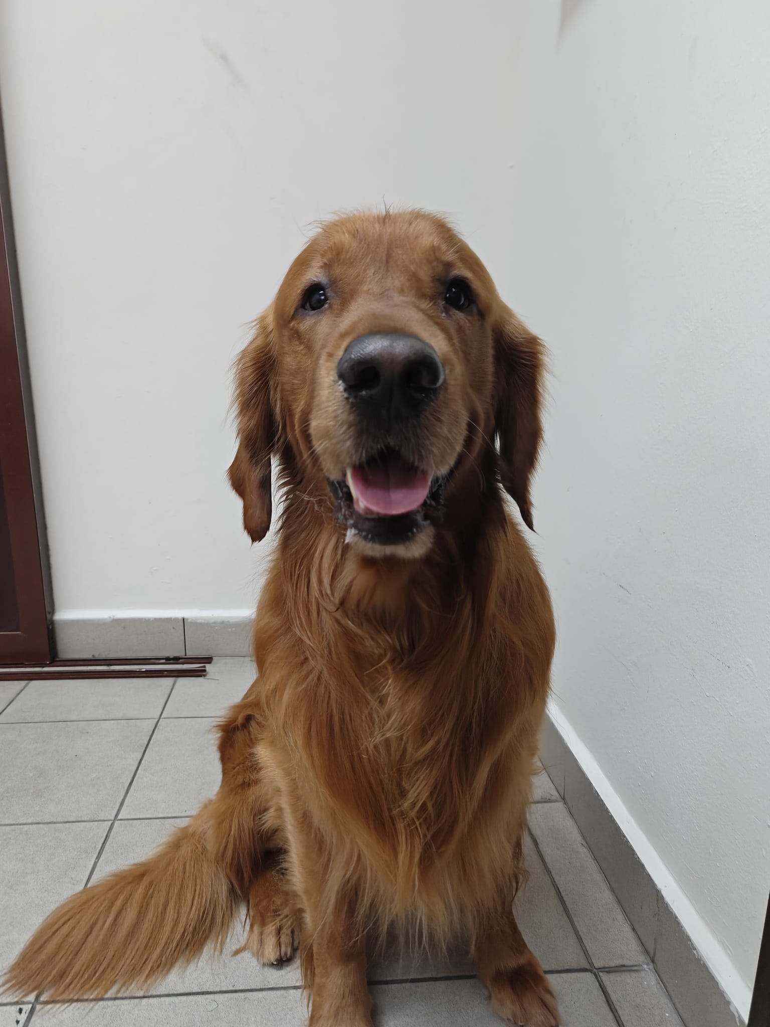 Golden Retriever at Singapore AQC quarantine station