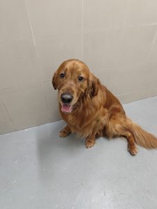 Golden Retriever Portrait Aqc Quarantine Singapore