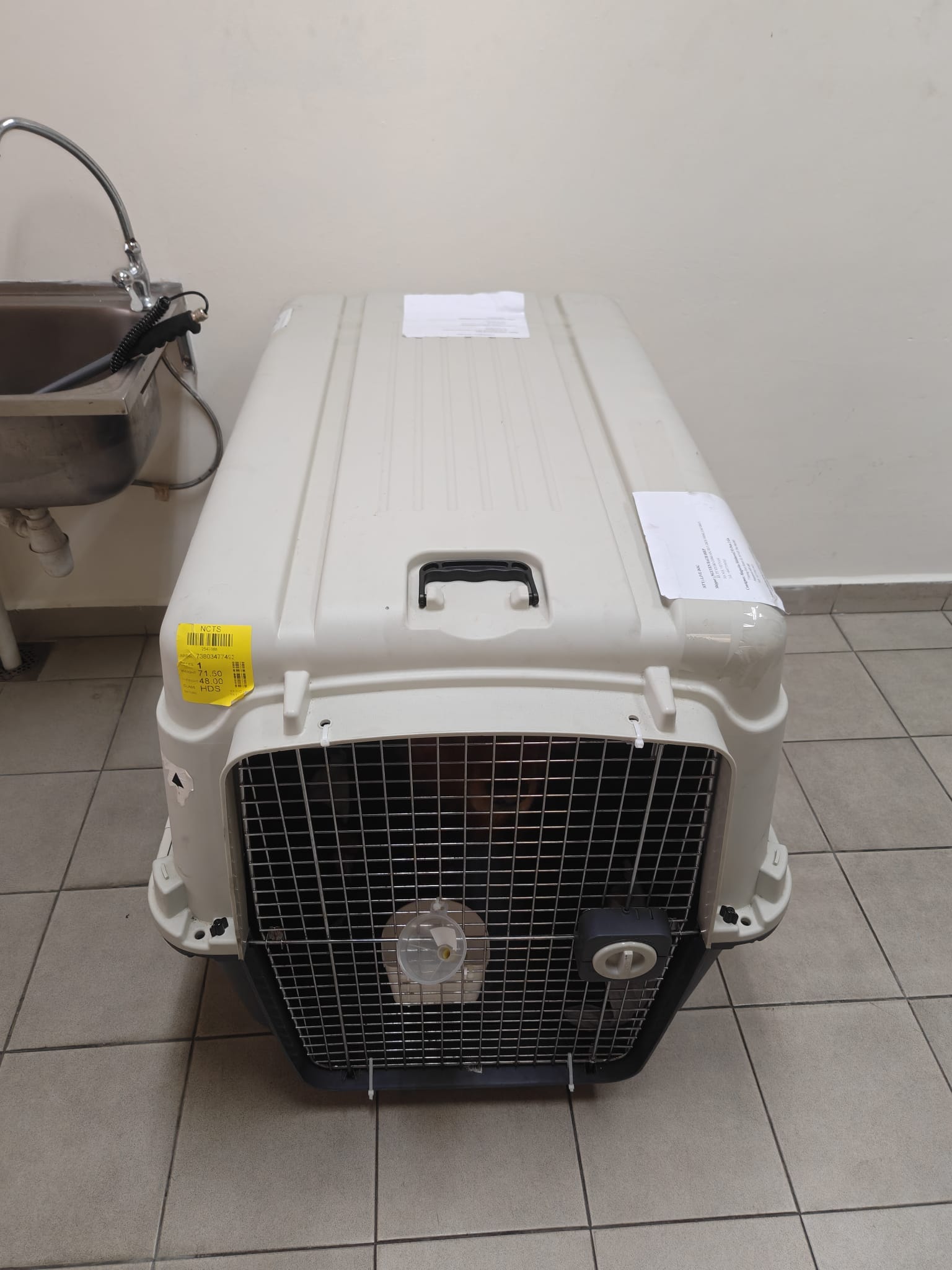 IATA crate with documents at the Animal Quarantine Centre in Singapore, where quarantine fees are paid on arrival