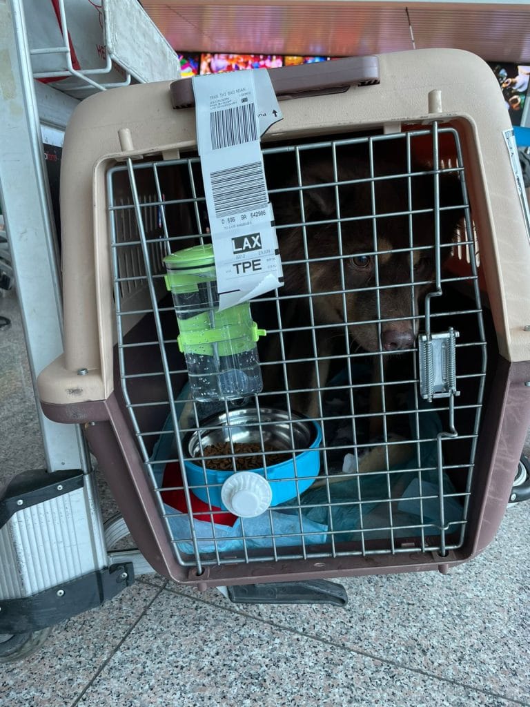 Pun's IATA crate at Saigon airport before the flight to Los Angeles
