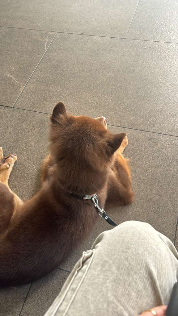 Pun reunited with his owner Bao Ngan after arriving in the United States