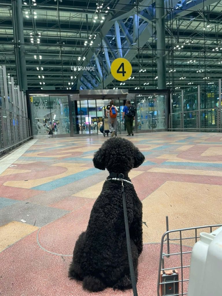 Black Poodle at the airport terminal before its flight to Bangkok
