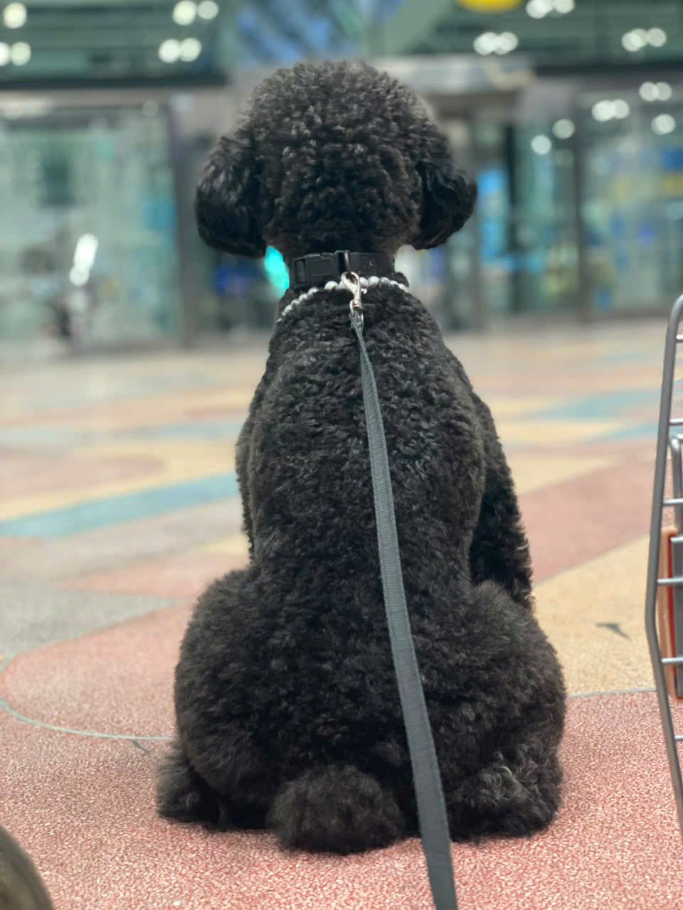 Dog waiting at a Thai airport after clearing DLD document inspection on arrival