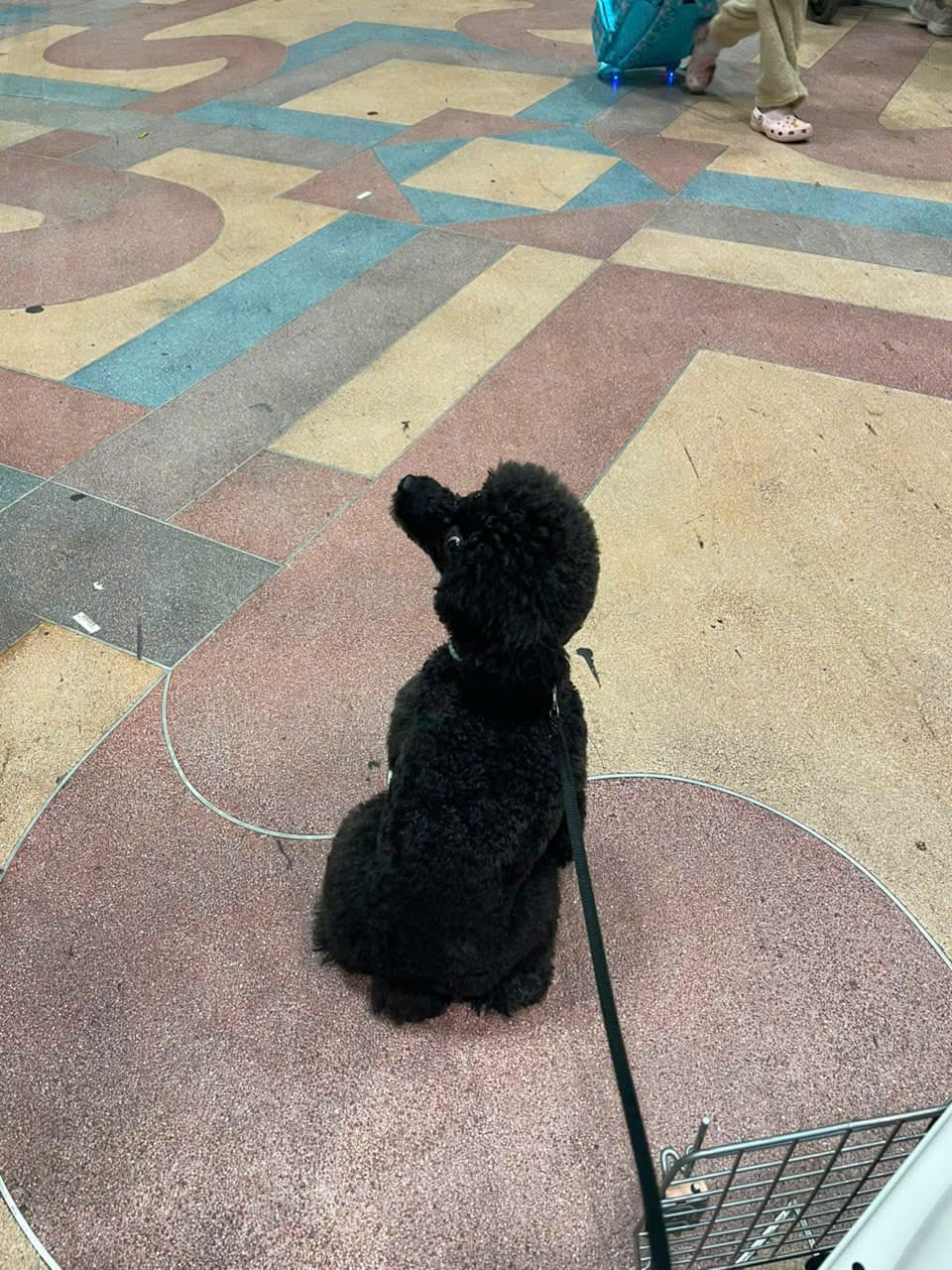 Dog waiting at Bangkok airport after a Vietnam to Thailand AVIH flight