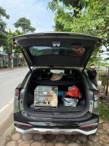 Thú cưng được vận chuyển bằng ô tô cá nhân nội địa