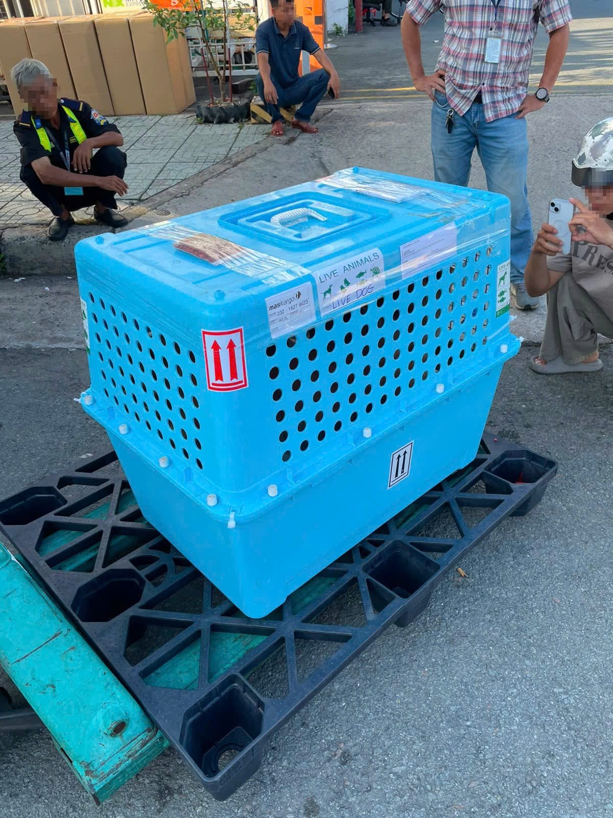 Dog's IATA crate on a pallet at the cargo terminal, labelled for MASkargo to Kuala Lumpur