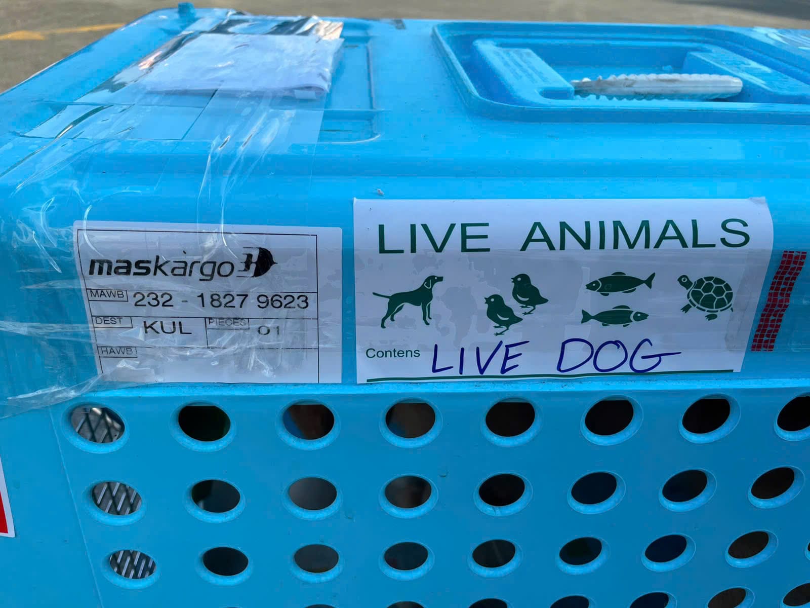 IATA crate with a MASkargo air waybill label and a LIVE ANIMALS sticker for a dog shipped to Kuala Lumpur