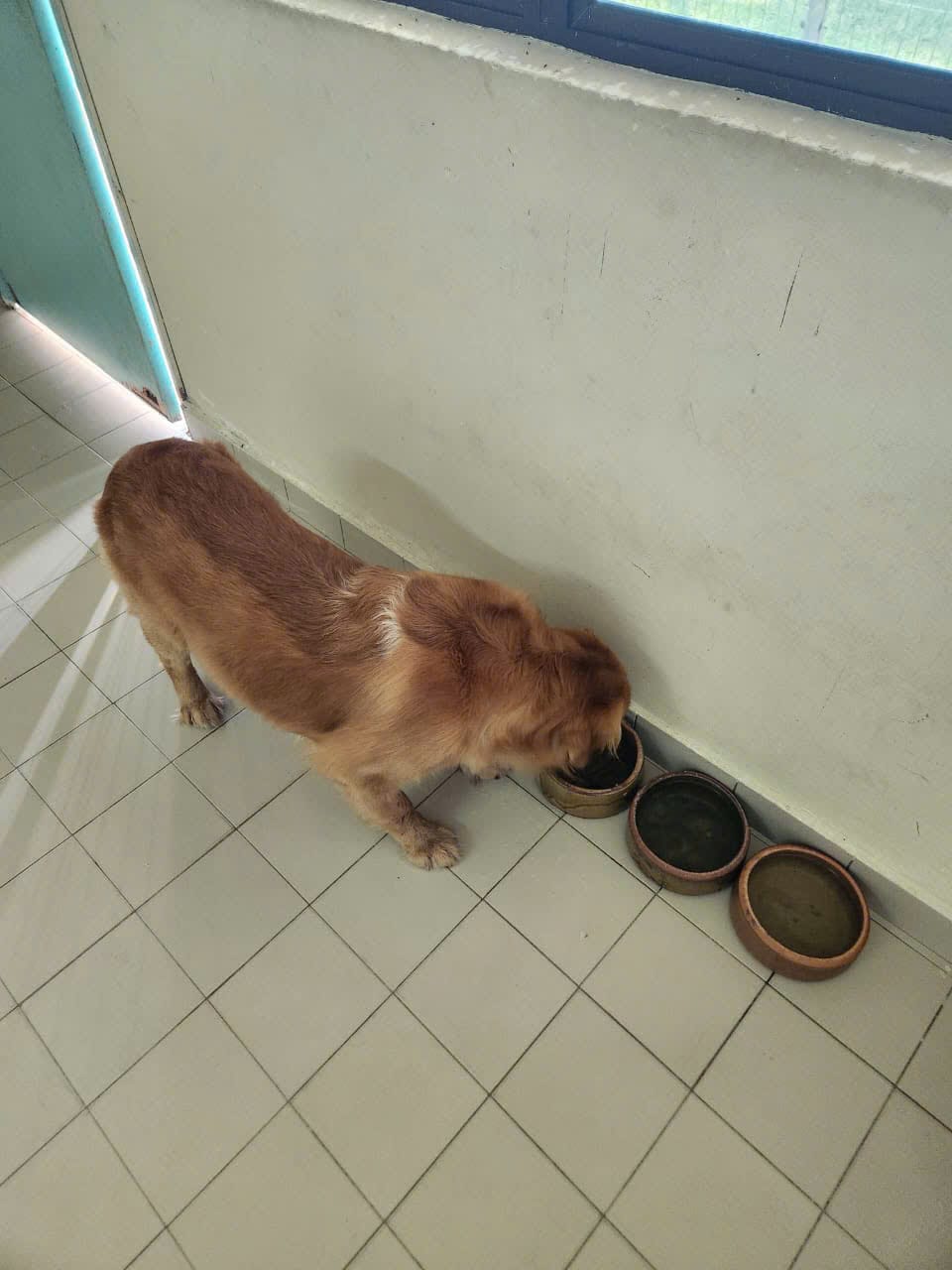 Golden Retriever eating a meal from bowls inside a KLAQS quarantine room