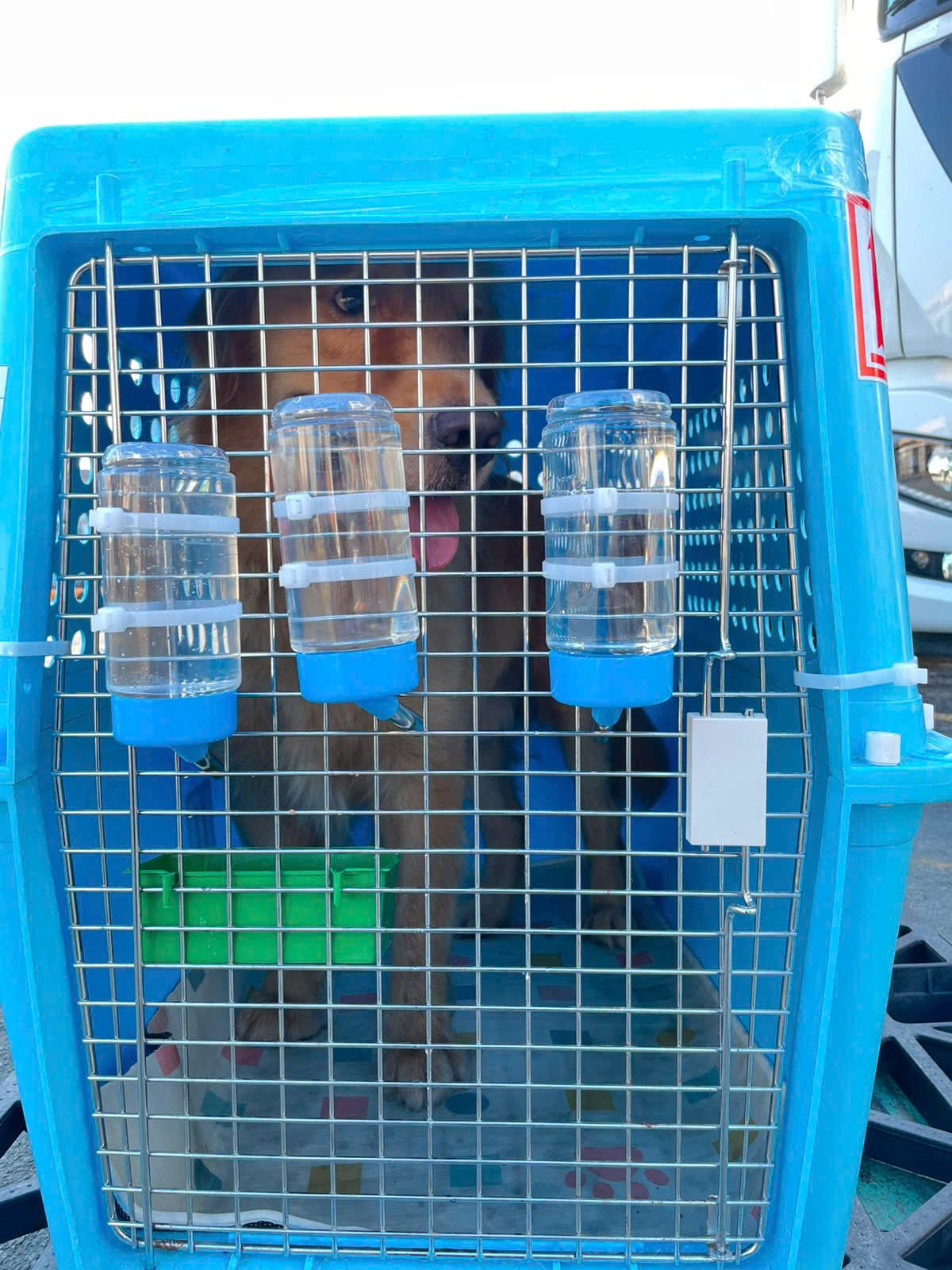 Golden Retriever in its IATA crate before a Manifest Cargo flight to Kuala Lumpur