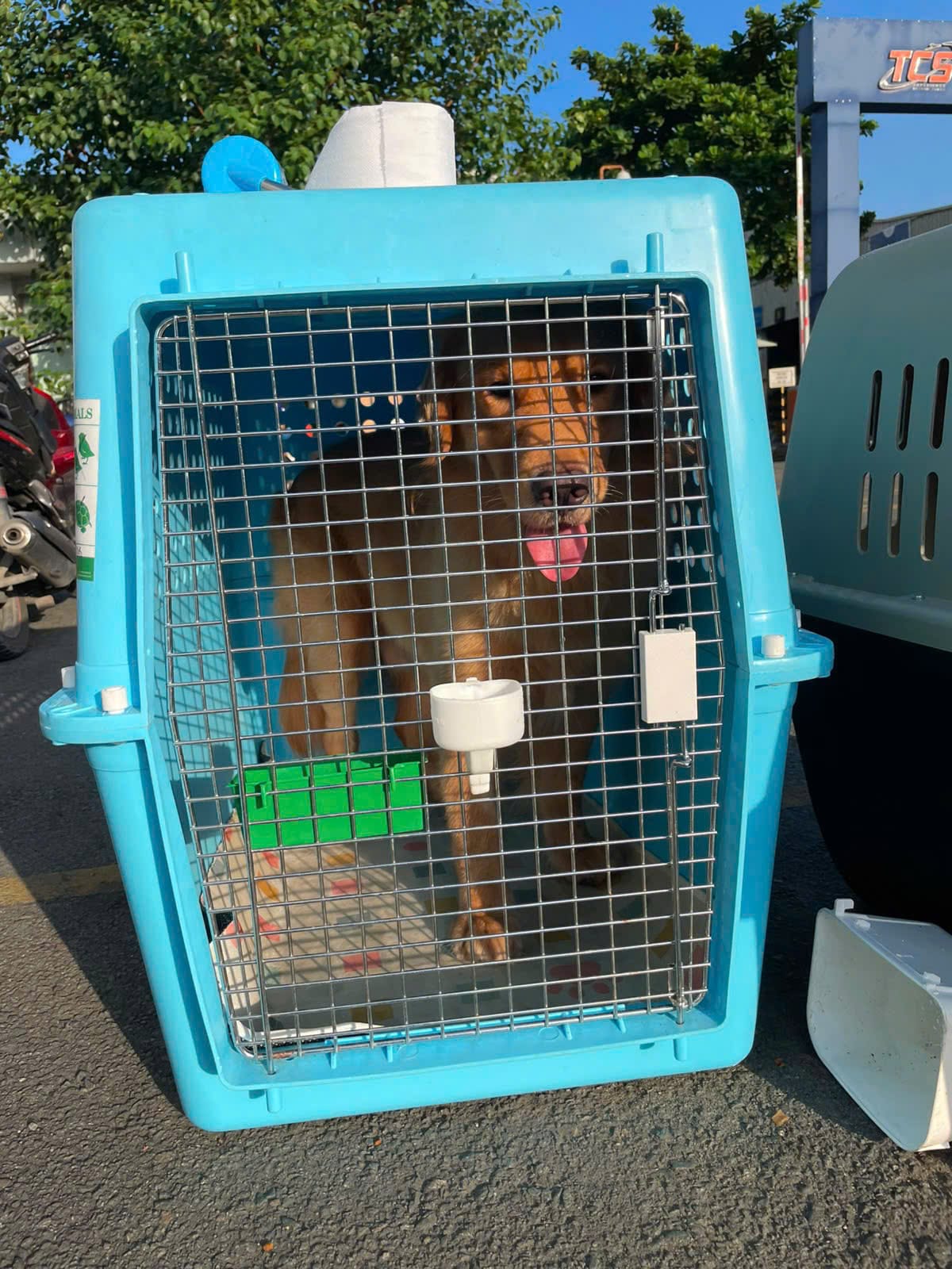 Golden Retriever standing inside an IATA-compliant travel crate during pre-flight crate conditioning