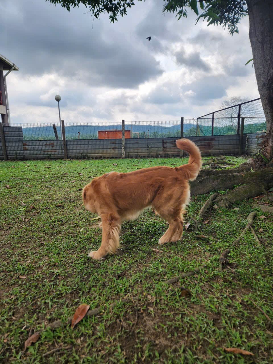 Golden Retriever on a leash in the KLAQS quarantine yard after clearing MAQIS inspection