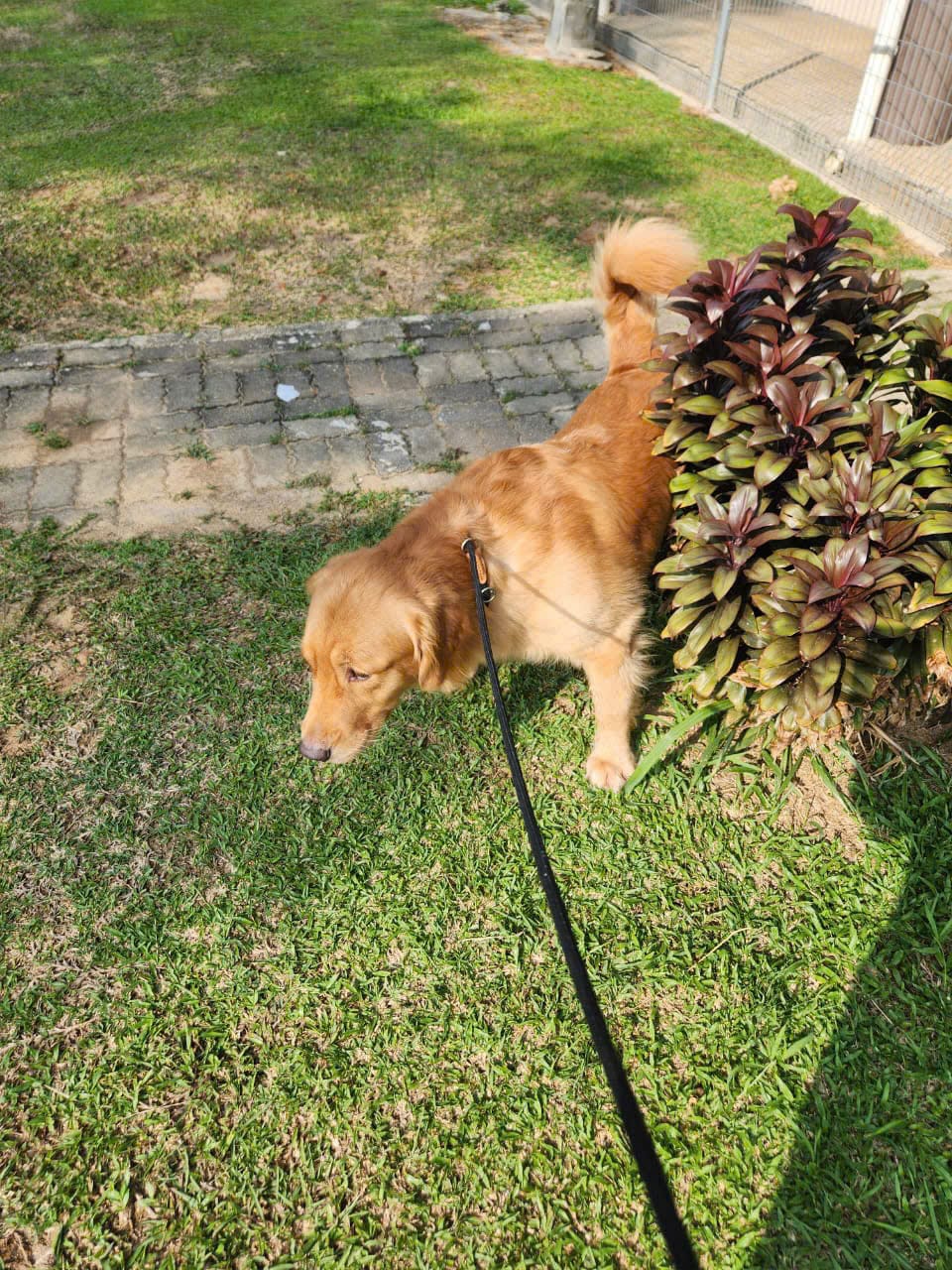 Golden Retriever on a leash in the KLAQS quarantine yard during the mandatory 7-day quarantine in Malaysia