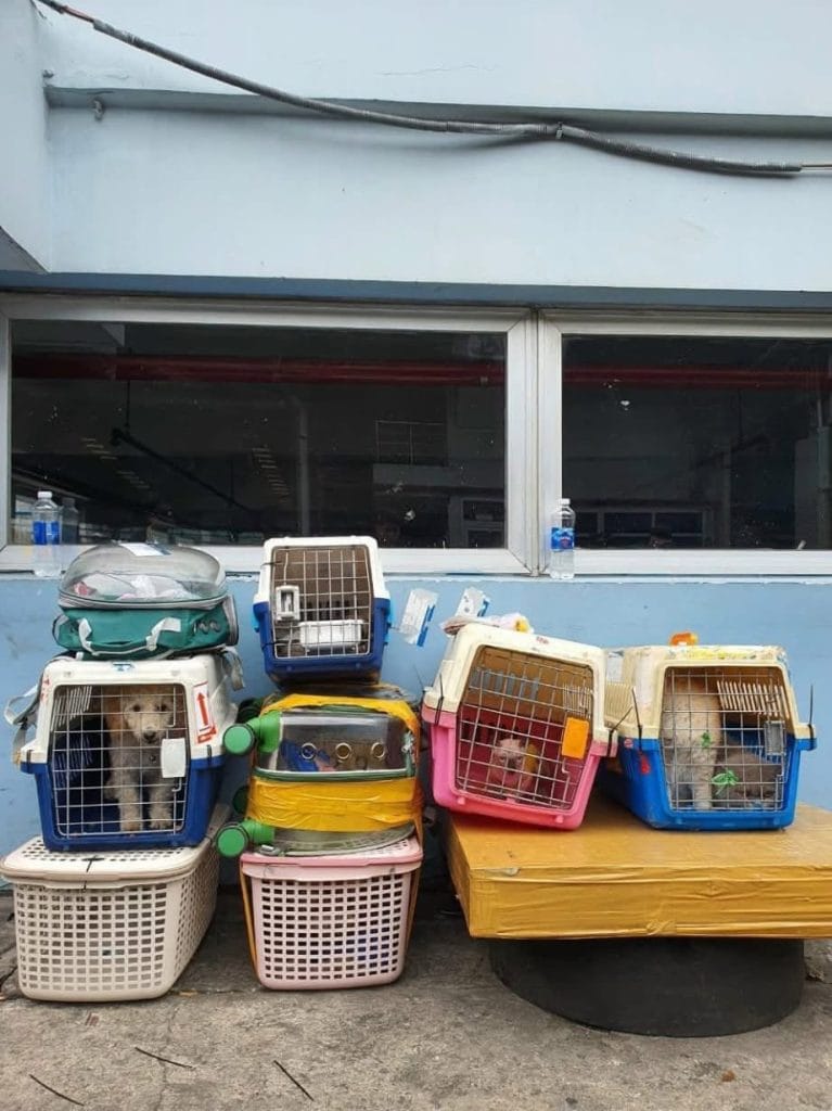 Lồng cũ và giỏ nhựa tạm bợ không đạt chuẩn IATA xếp chồng chờ gửi