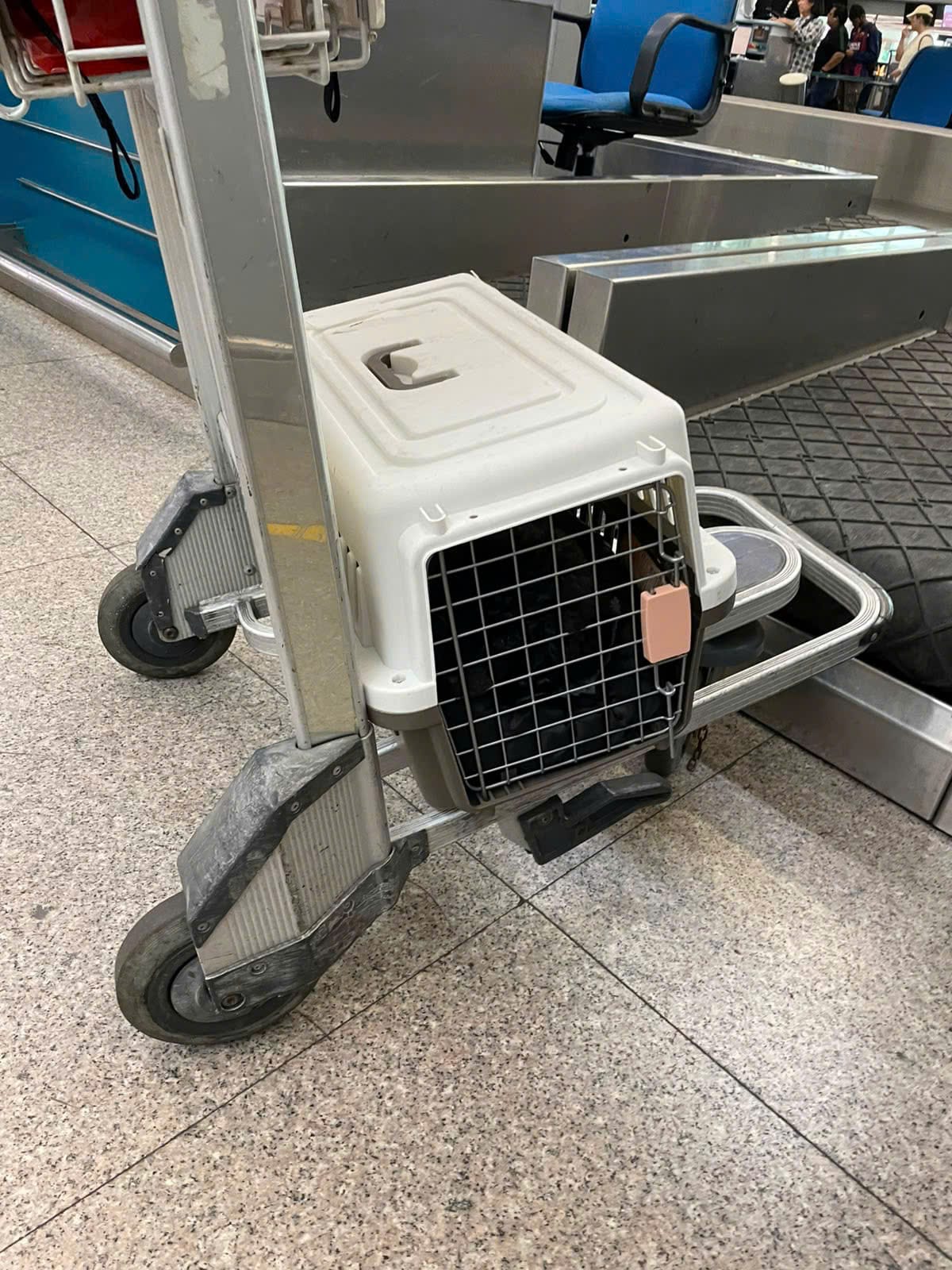 Pet crate on the airline check-in baggage belt for a Vietnam to Thailand AVIH flight