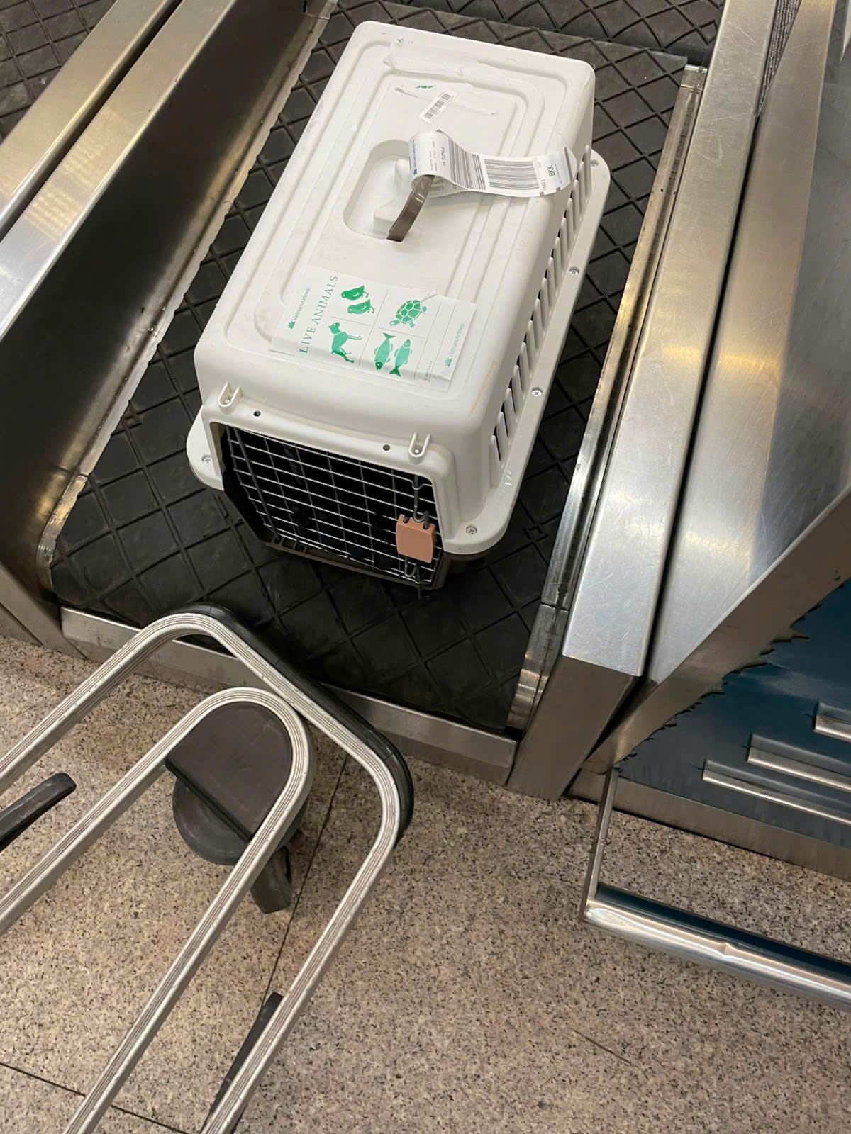 Pet crate being weighed on an oversize baggage scale to determine airline AVIH fee