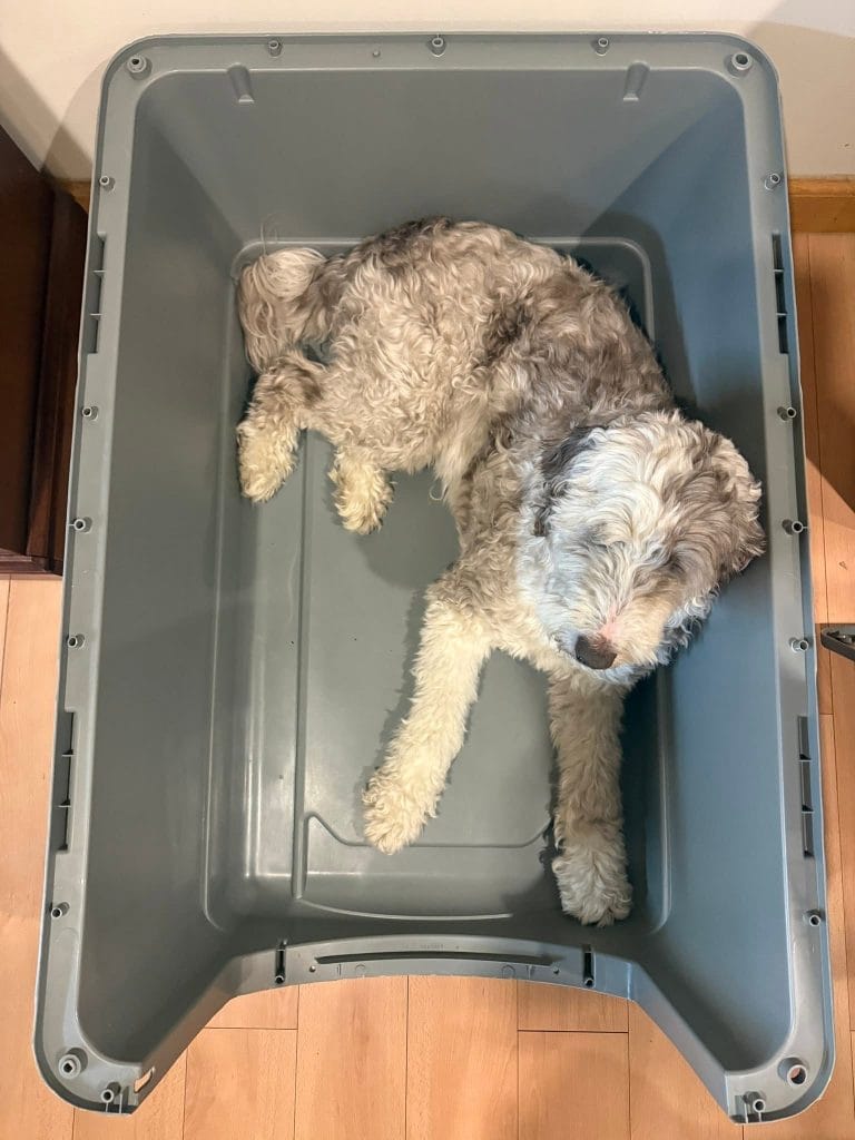 Dog resting in its travel crate during crate training