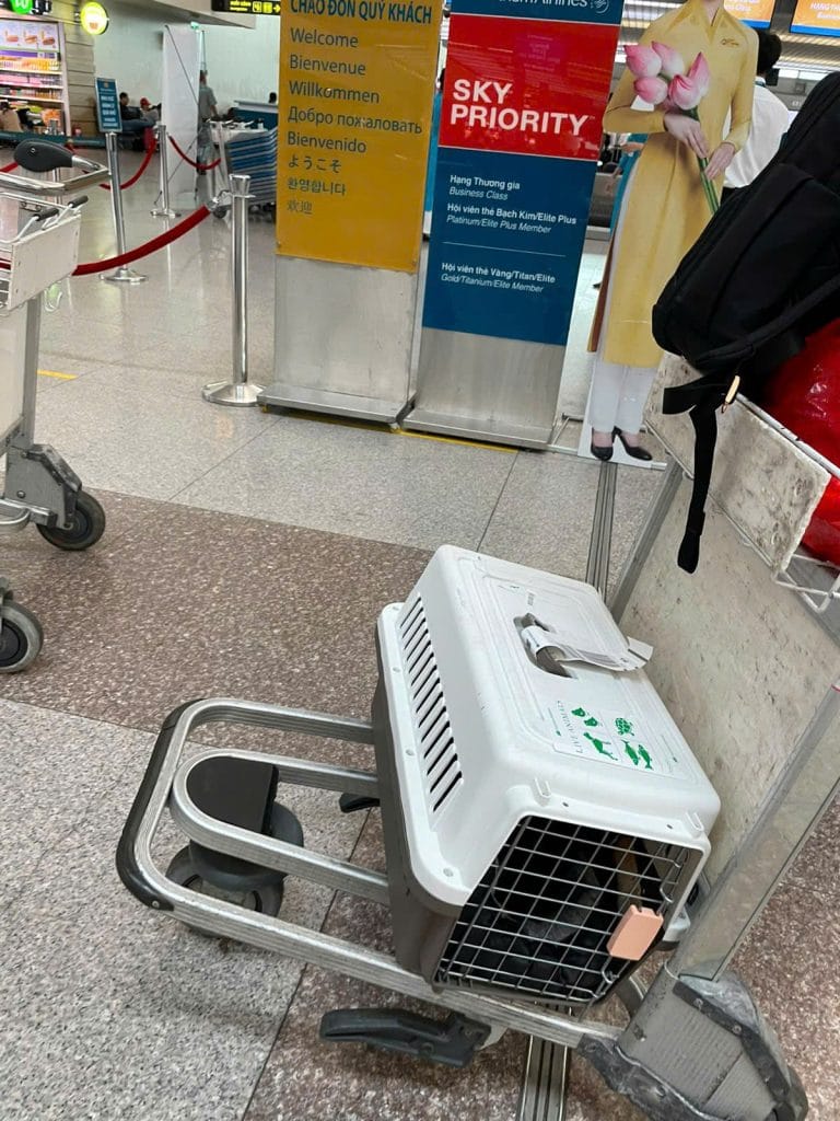 Pet crate at the Vietnam Airlines check-in counter before departure