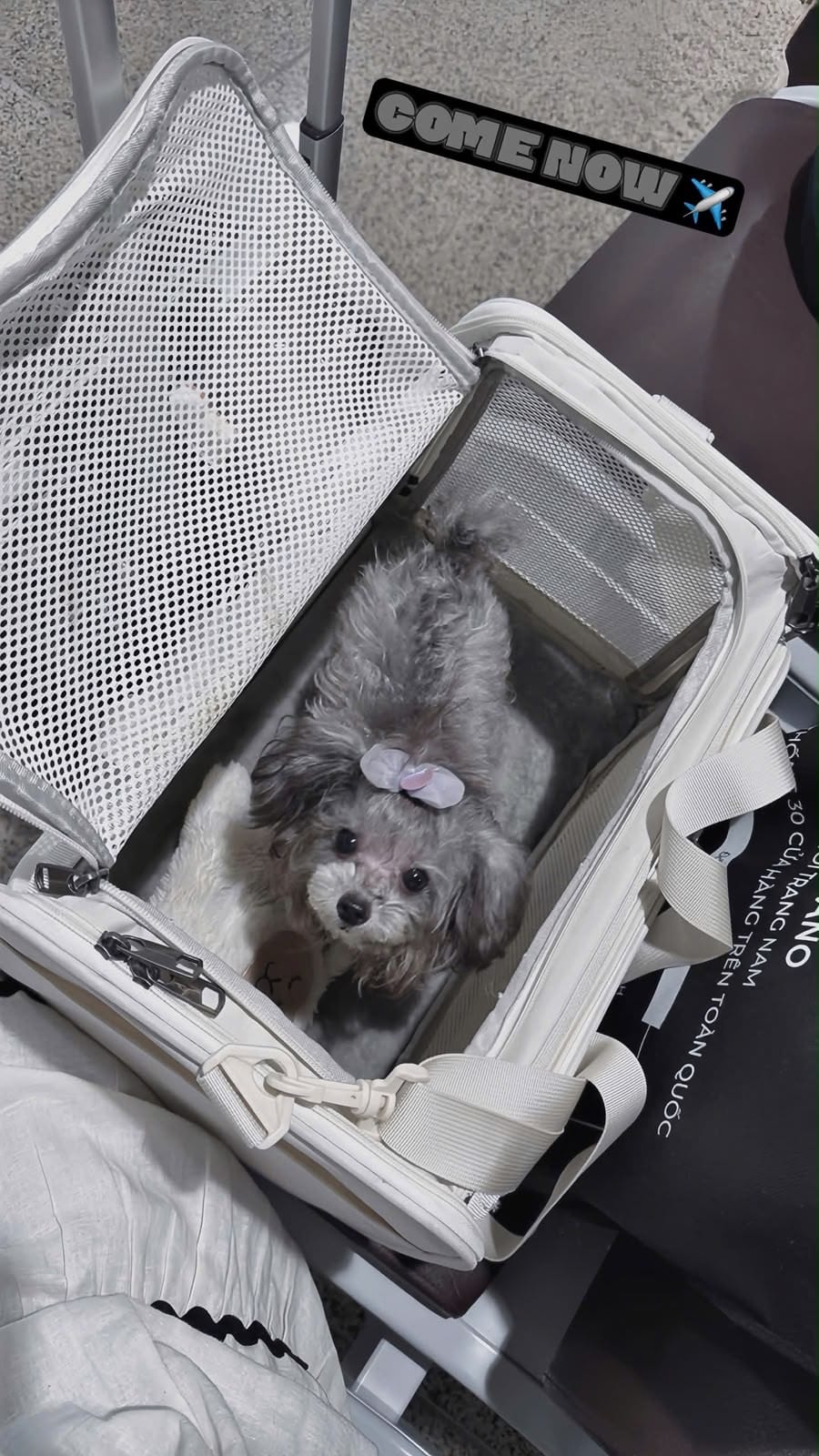 Small dog in a soft-sided carrier at the airport before an in-cabin flight