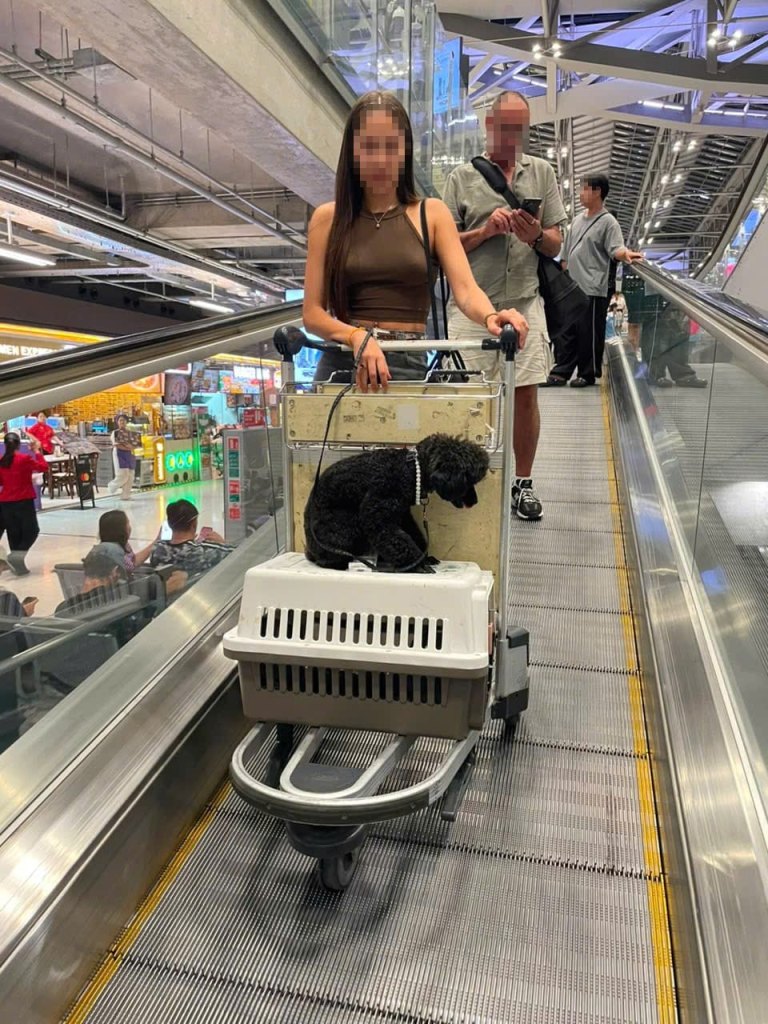 Pet owner pushing an airport trolley with a poodle and IATA travel crate