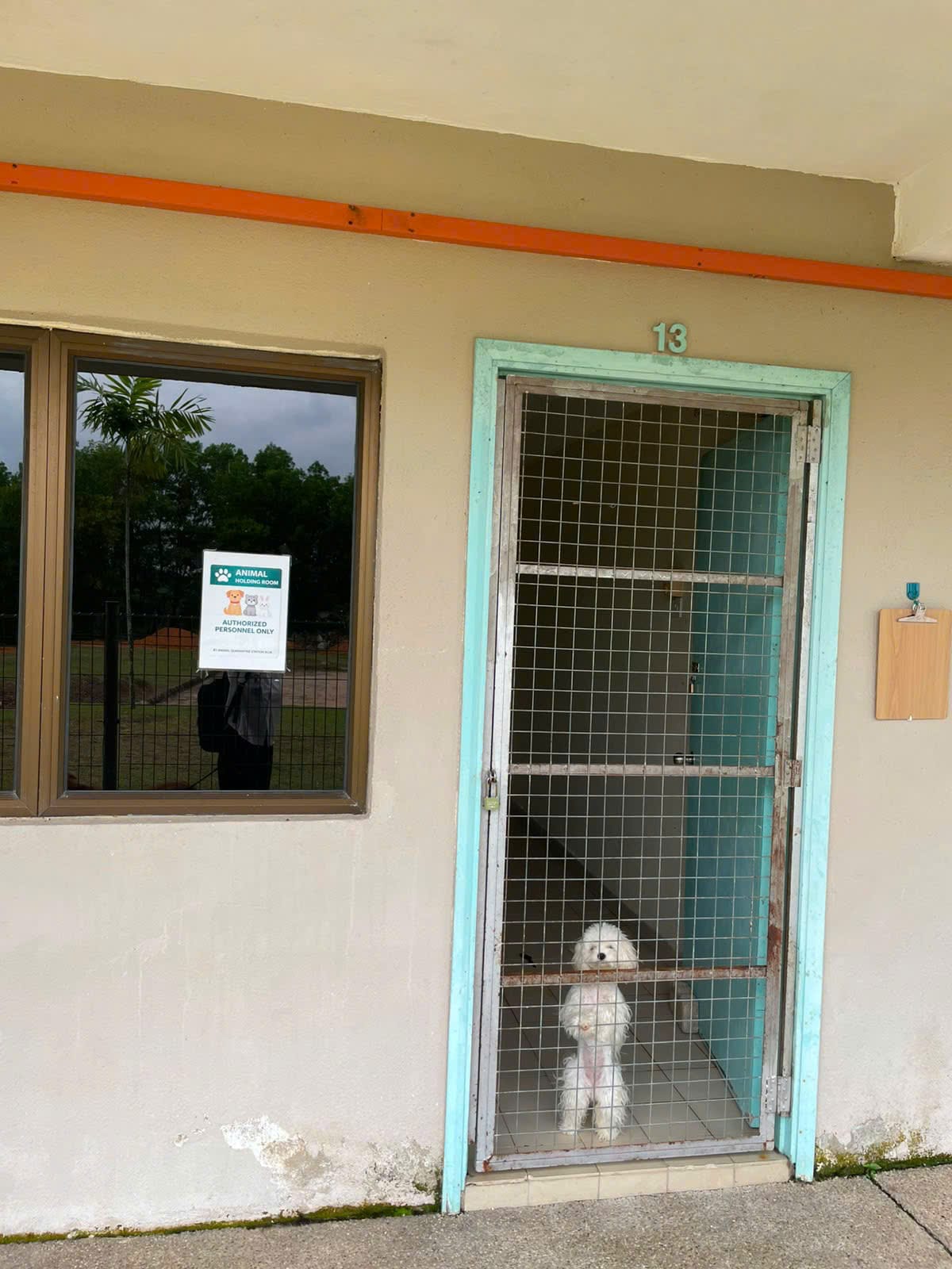 Poodle inside a KLAQS quarantine holding room in Malaysia