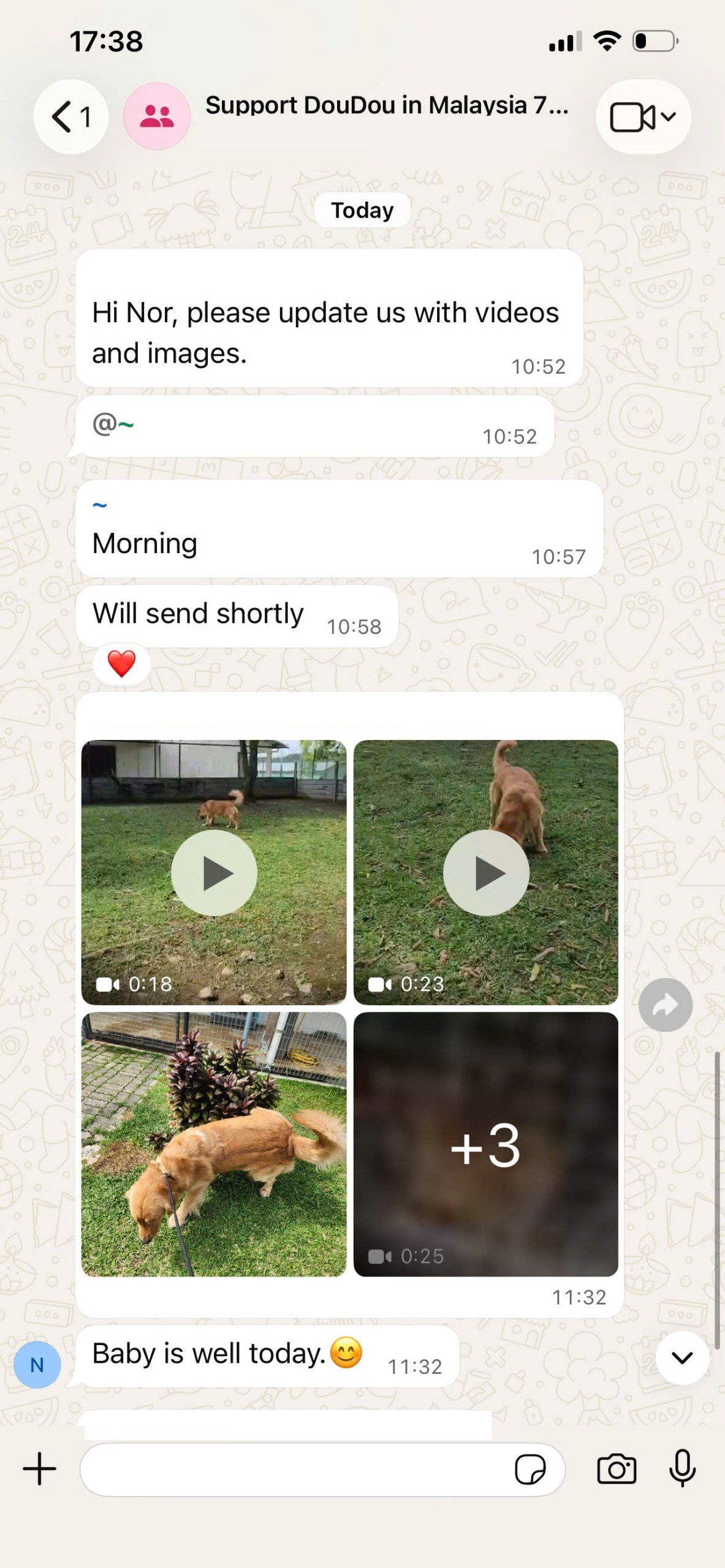 Real WhatsApp message thread requesting and receiving photo and video updates on a Golden Retriever at a Malaysia quarantine facility
