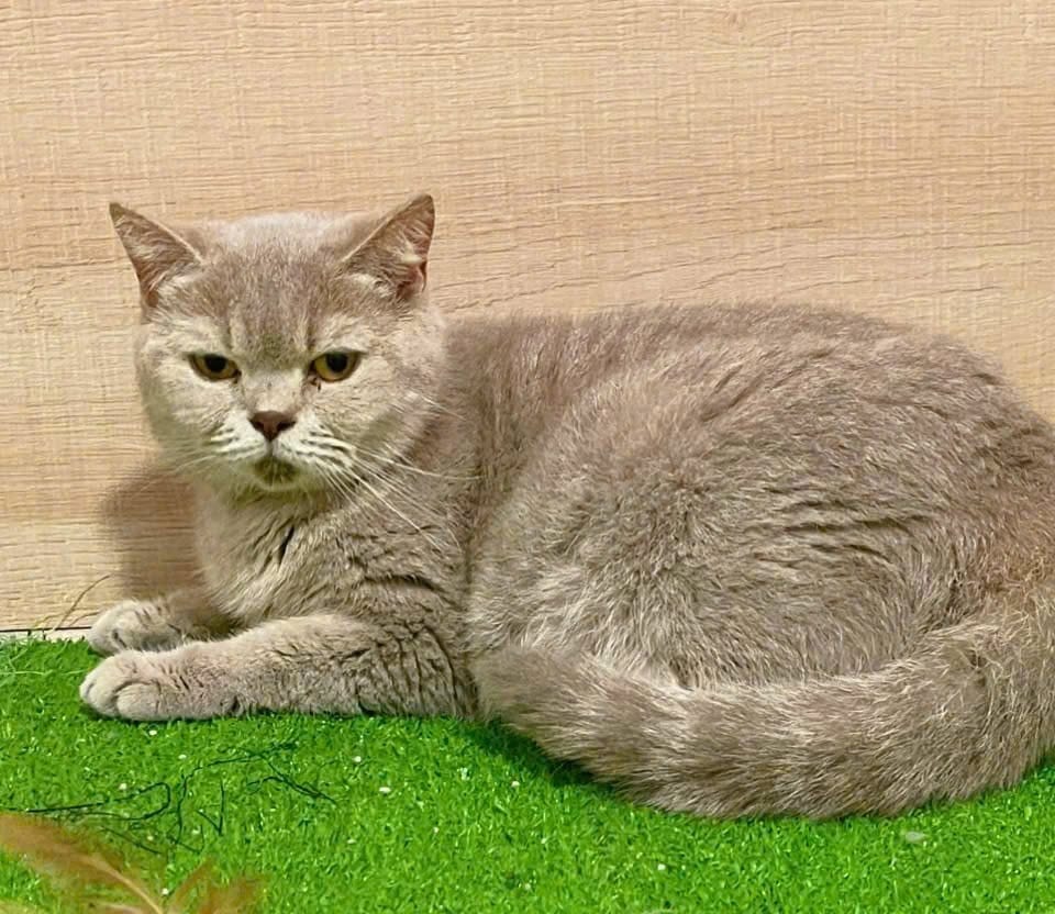 British Shorthair cat Qi Xi before flying from Ho Chi Minh City to Jakarta