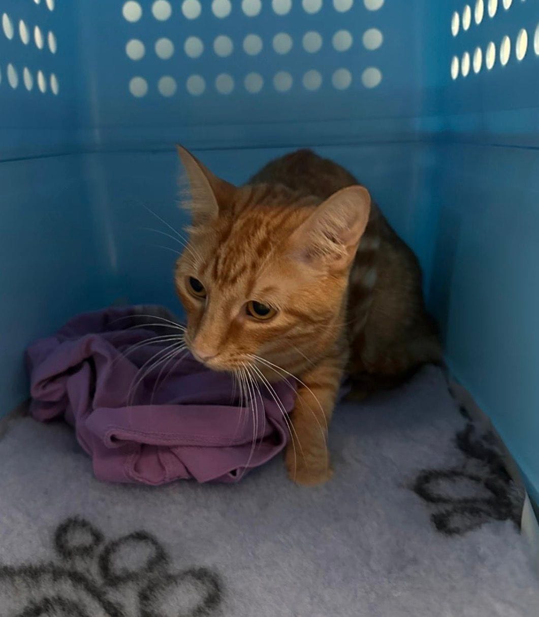 Cat in an IATA-compliant crate before a manifest cargo flight from Sydney to Hanoi