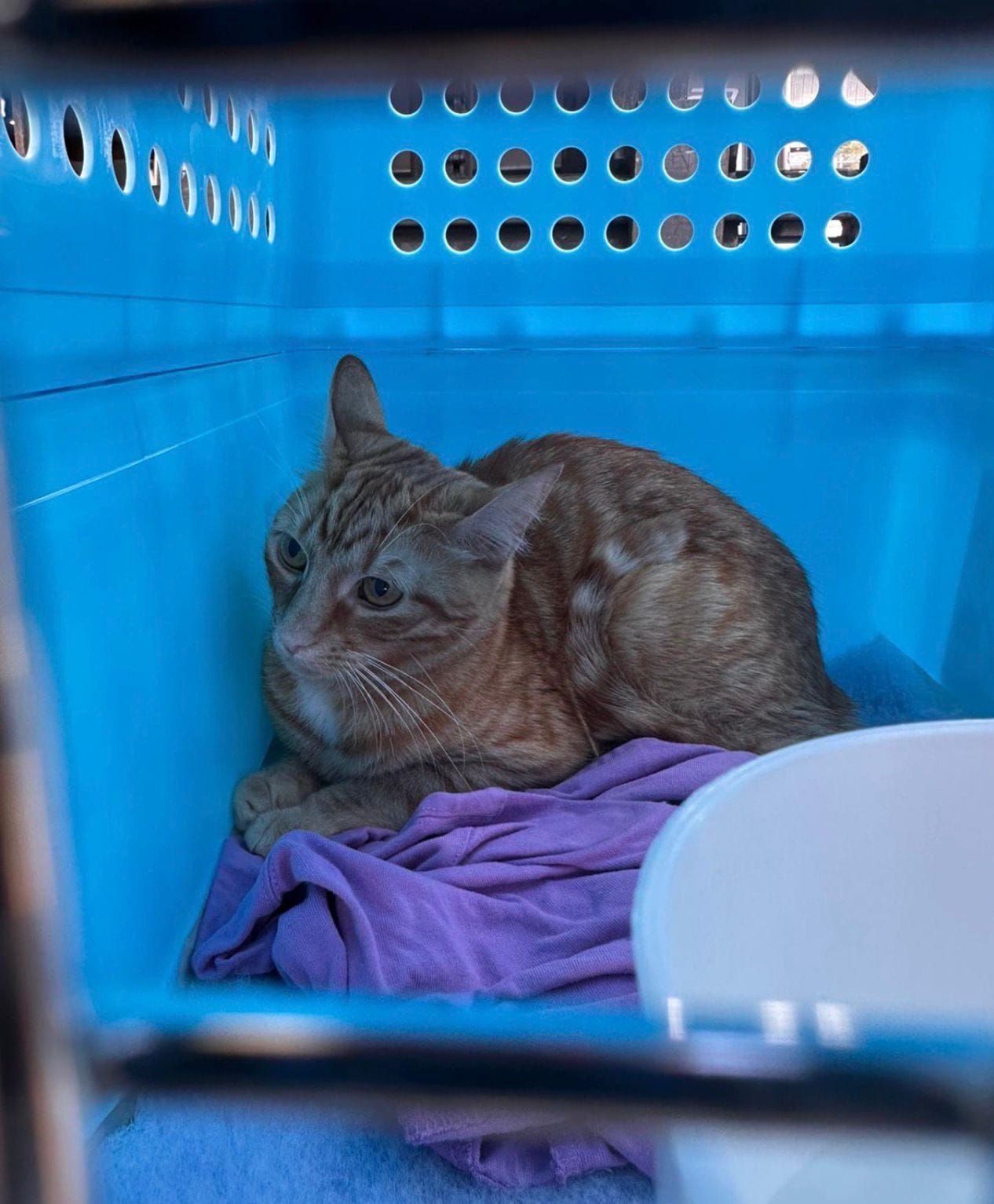 Ginger and white Domestic Shorthair cat Franny sitting inside her IATA-compliant travel crate before her flight from Australia to Vietnam