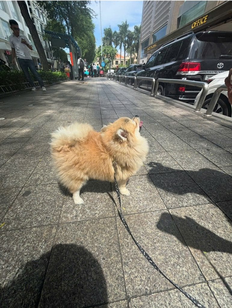 Mimi the Pomeranian on a leash on a street in Saigon