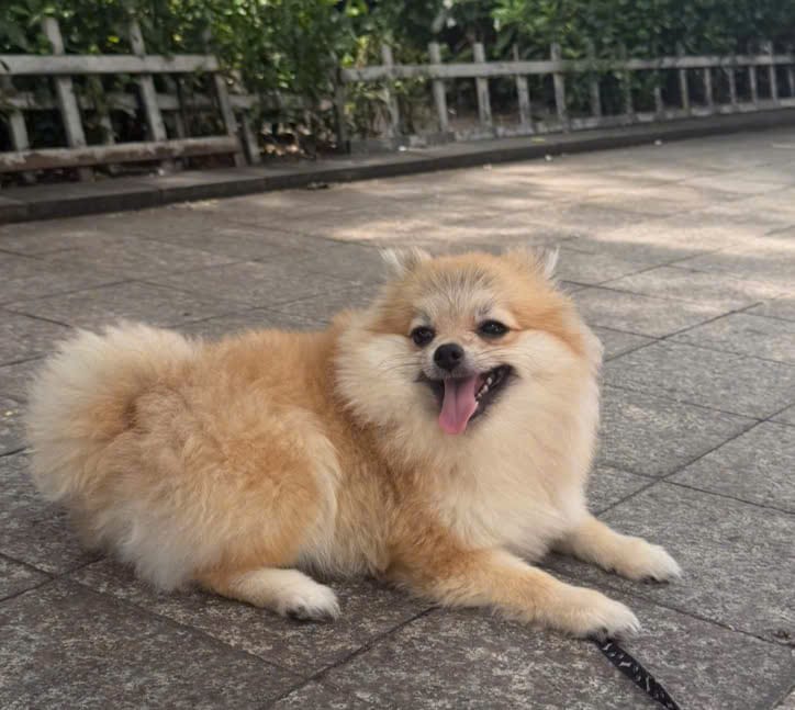 Mimi, an 8-month-old Pomeranian, before her flight from Saigon to Miami