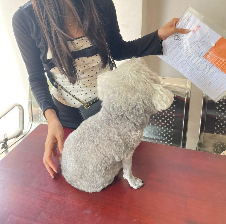 Owner holding pet import documents next to grey poodle at counter