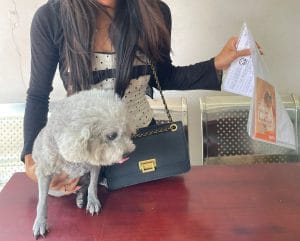 Grey poodle with owner holding quarantine paperwork at counter