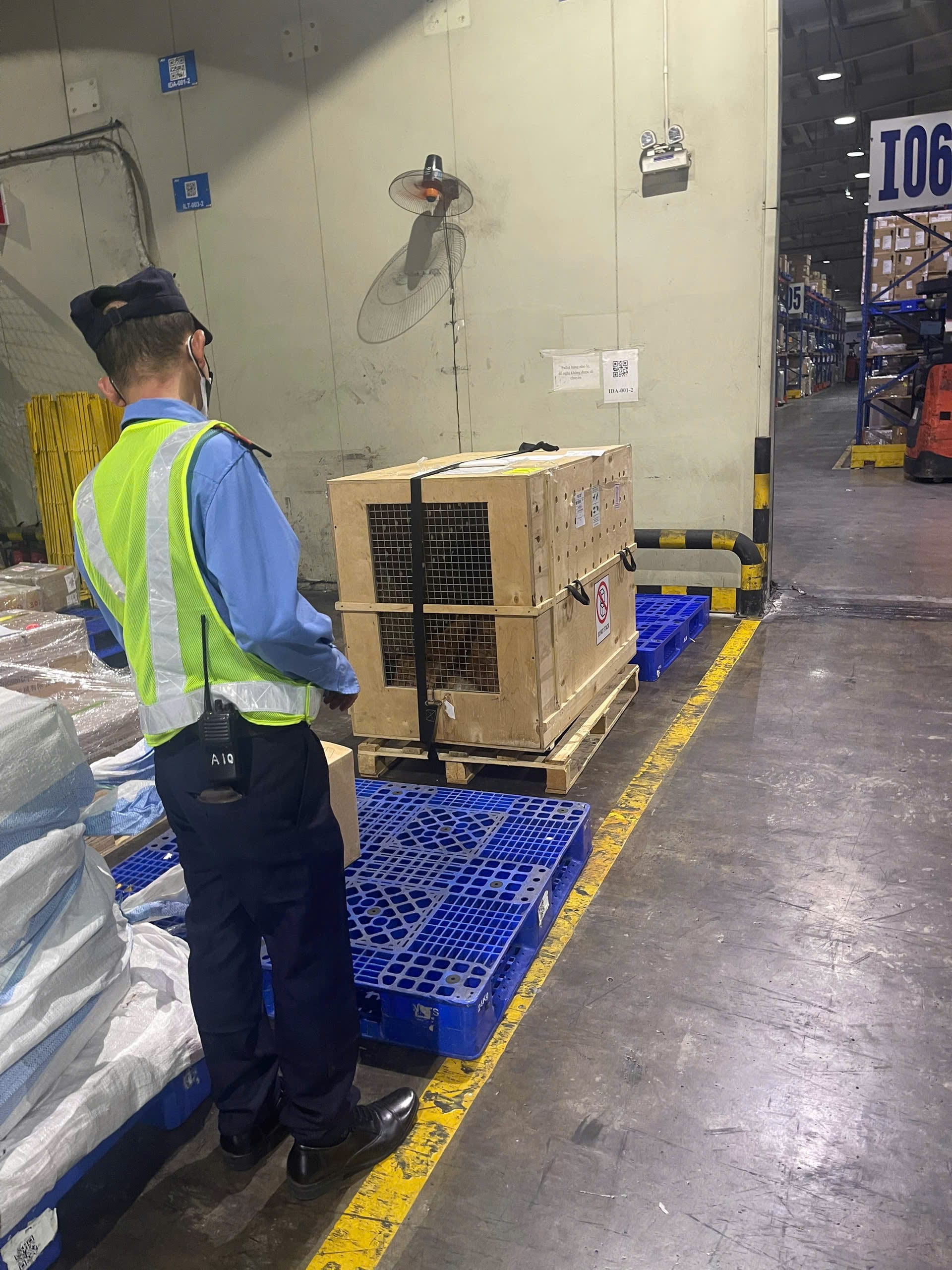 Cargo handler checking a dog crate in a warehouse before shipping to Turkey