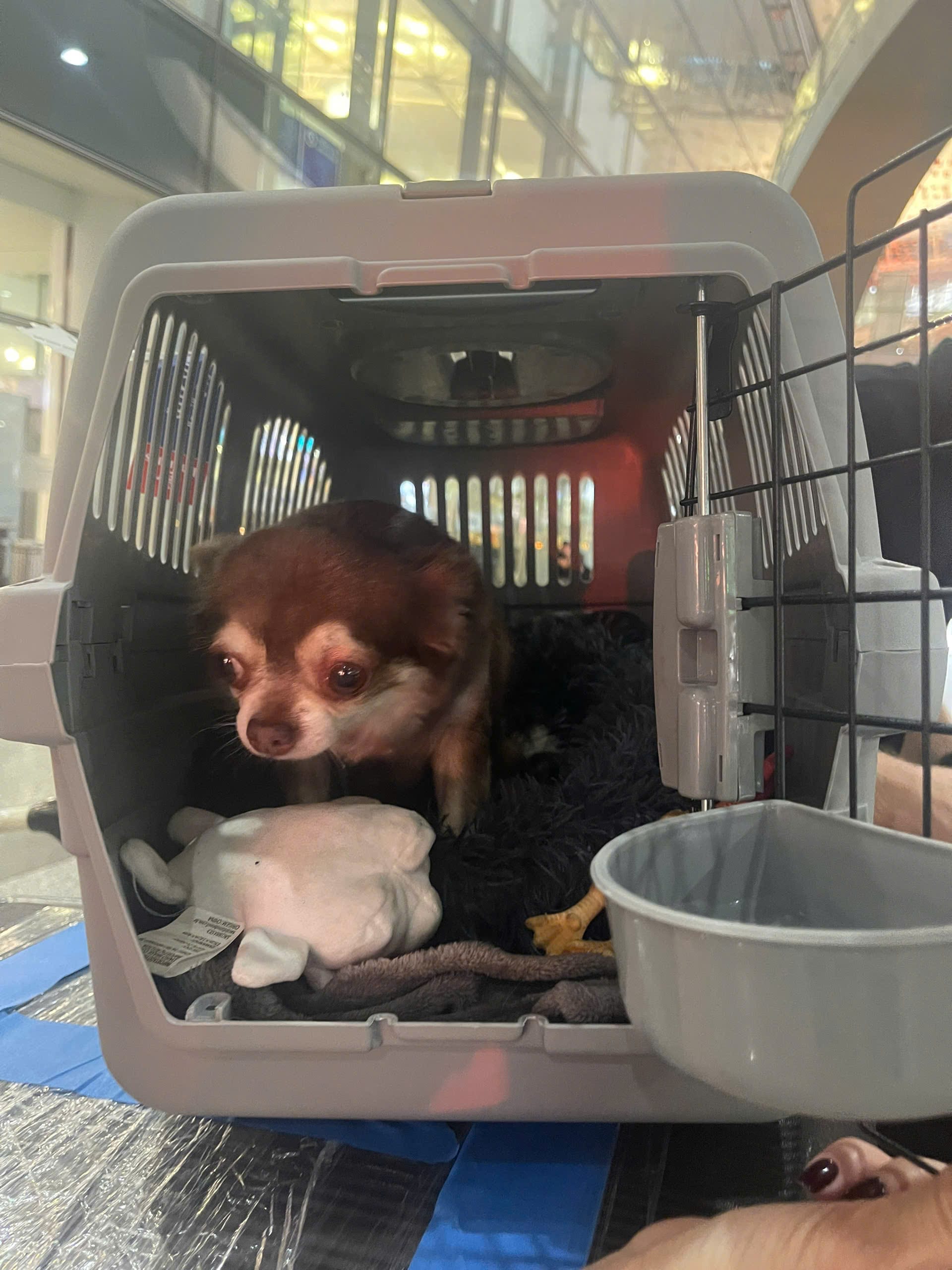 Senior Chihuahua inside an IATA-compliant travel crate before flying from Dubai to Hanoi