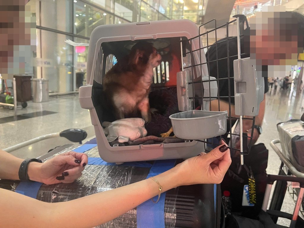 Two people opening a Chihuahua's IATA travel crate at the airport terminal before her flight