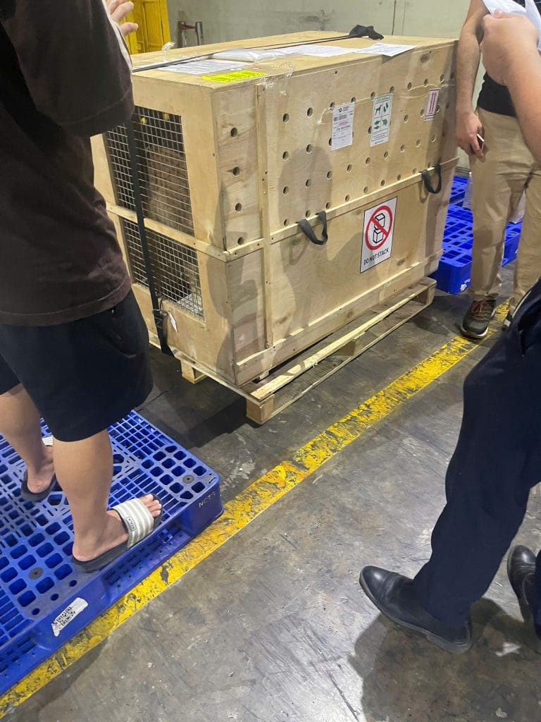 Customs officer inspecting a live dog crate at the airport cargo warehouse