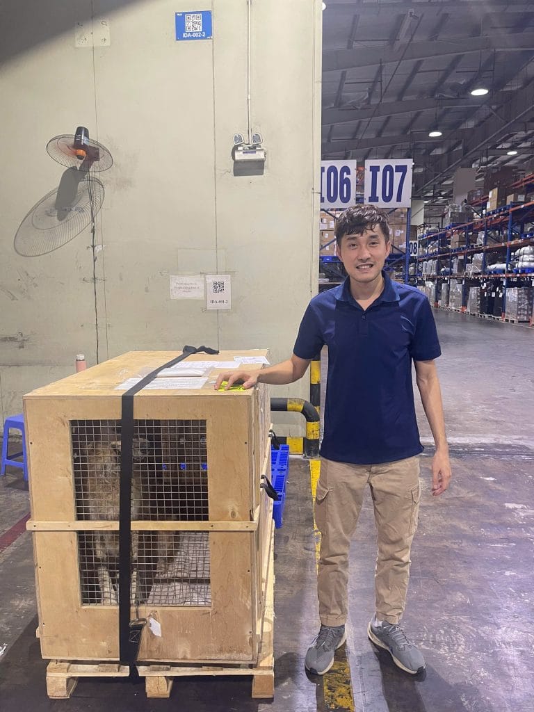 Daisy Pet Transport staff member beside a dog in a wooden IATA crate at an airport cargo warehouse