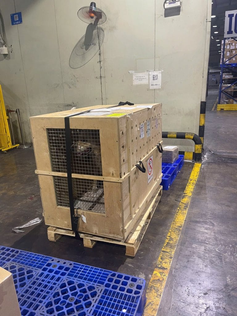 Dog waiting inside a wooden IATA crate on a pallet at the cargo warehouse
